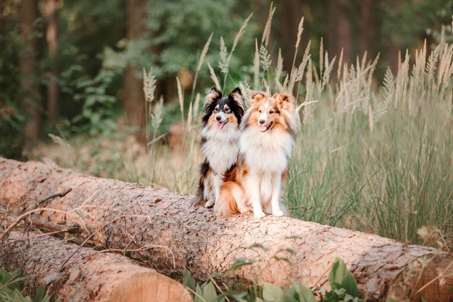 beautiful-shetland-sheepdog-sheltie-dog-outdoor