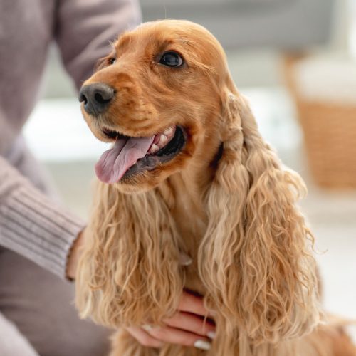 english-cocker-spaniel-dog-enjoying-hands-of-woman-owner-sitting-on-floor-at-home