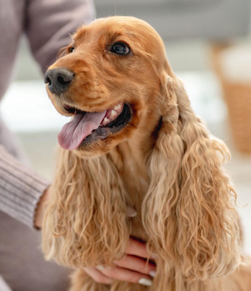 english-cocker-spaniel-dog-enjoying-hands-of-woman-owner-sitting-on-floor-at-home