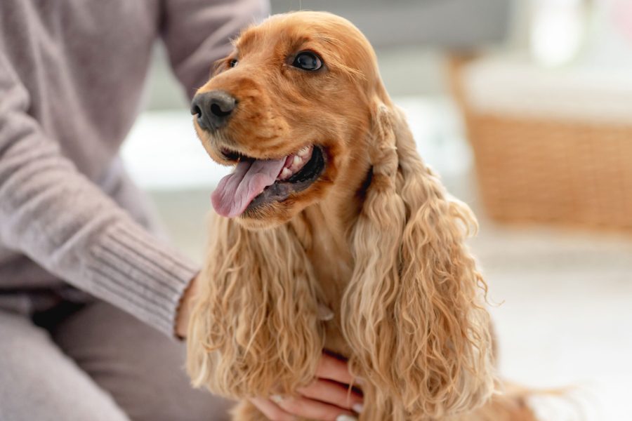 english-cocker-spaniel-dog-enjoying-hands-of-woman-owner-sitting-on-floor-at-home