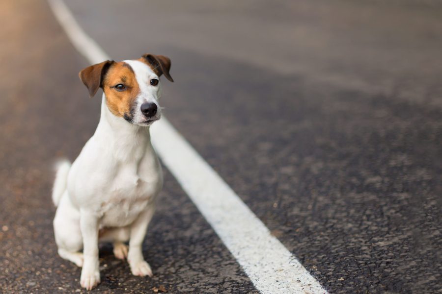 jack-russell-on-the-road