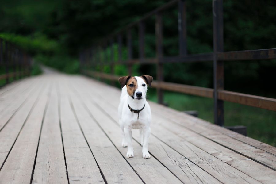 jack-russell-on-wooden-bridge-countryside