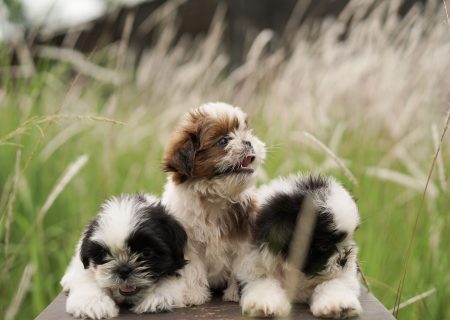 portrait-of-a-shih-tzu-(1)