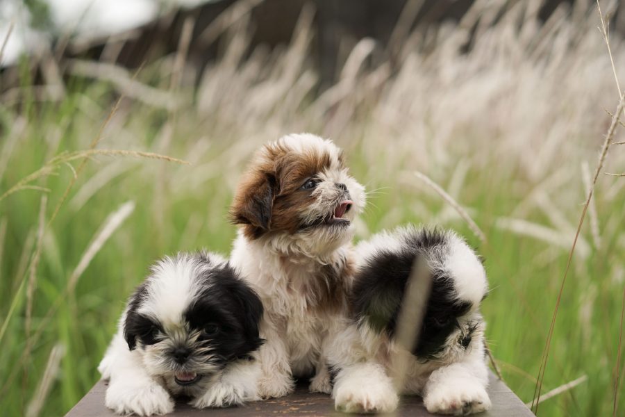 portrait-of-a-shih-tzu-(1)