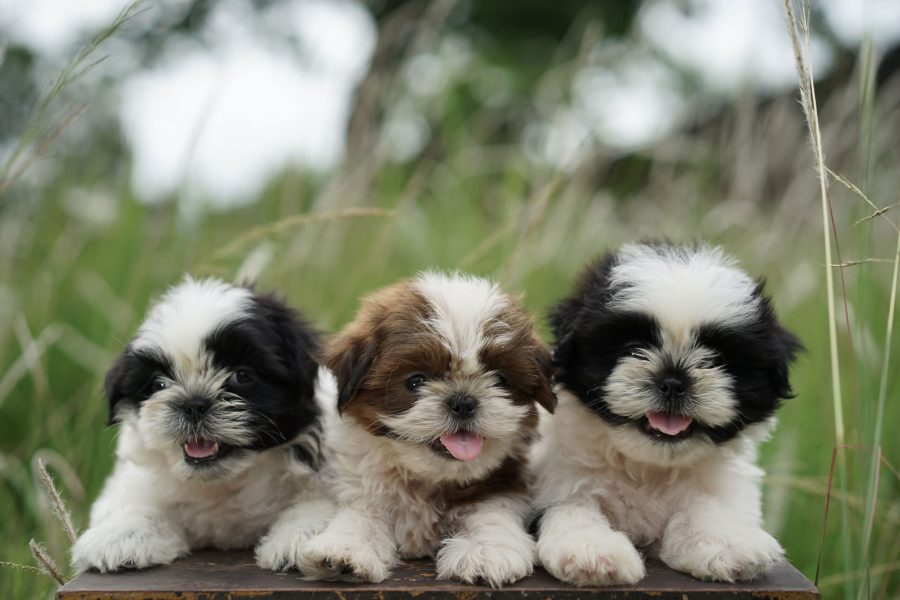 shih tzu