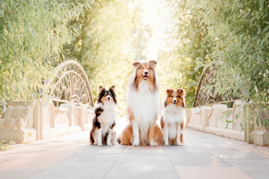 rough-collie-dog-and-shetland-sheepdog-dog-together