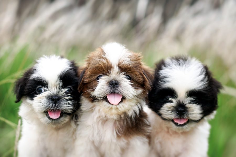 shih-tzu-puppy-outdor